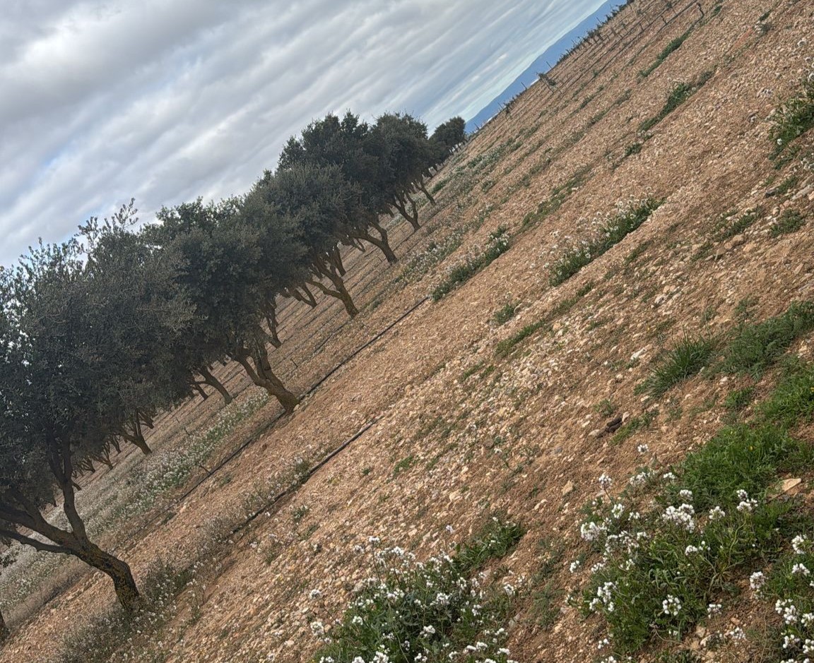 Carrascas Truferas: Cuidando el crecimiento de los árboles