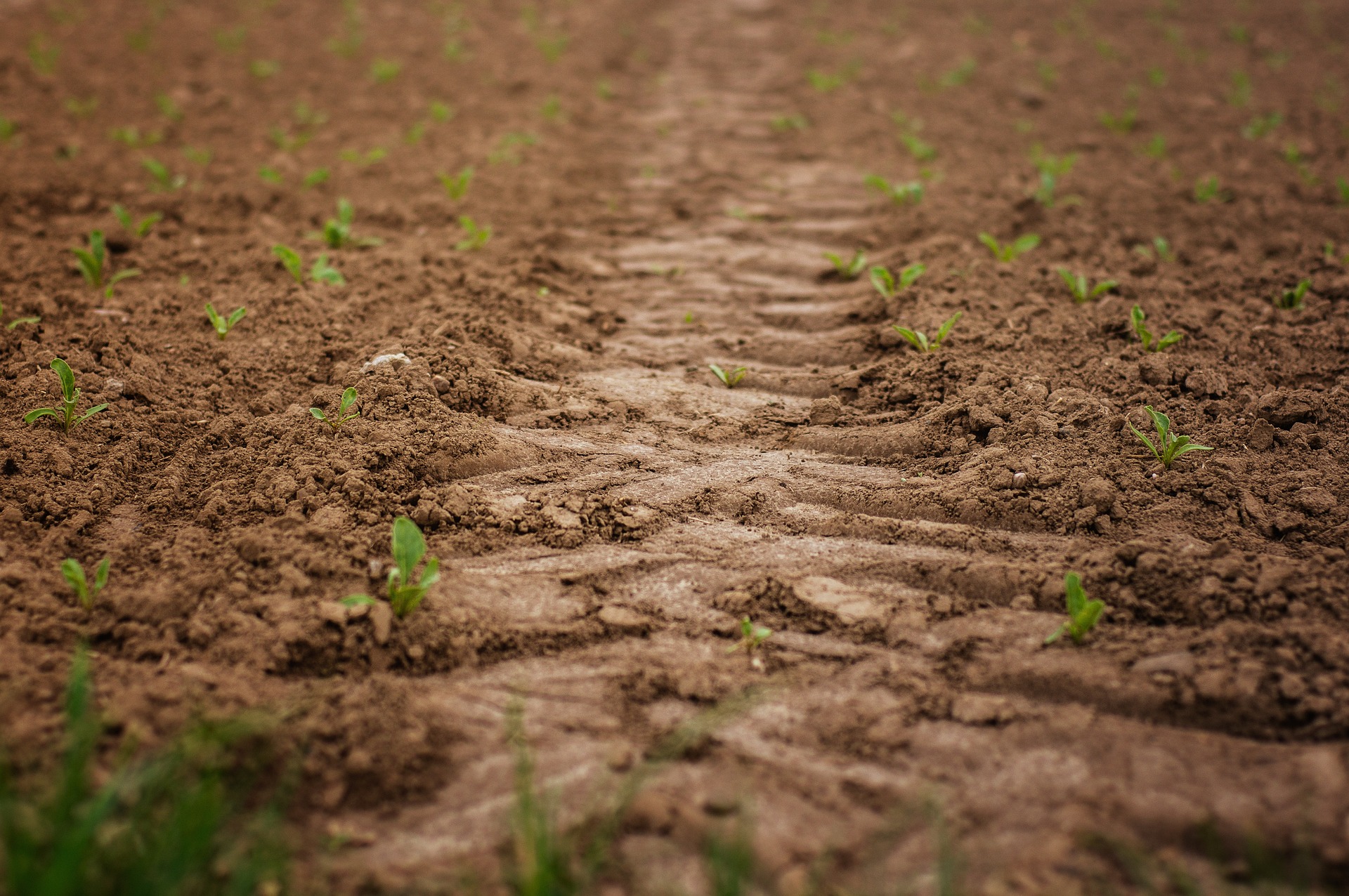 Cultiva trigo en tus campos